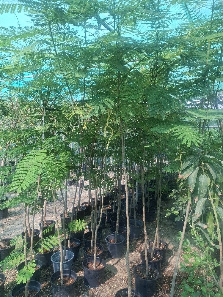 اشجار - 15