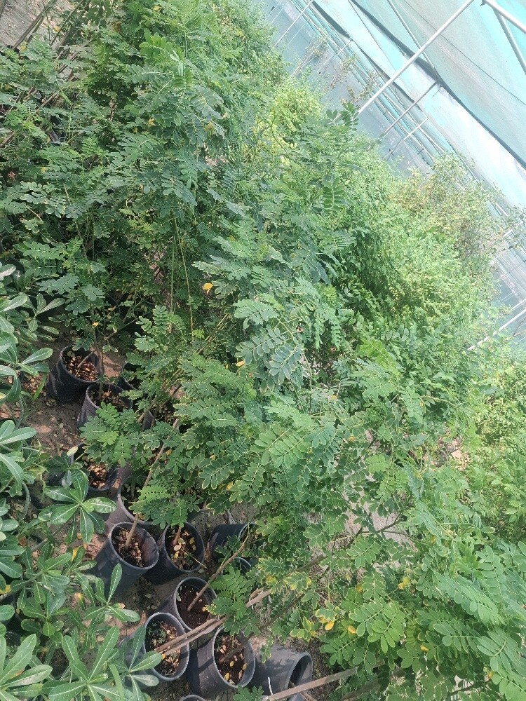 اشجار - 12