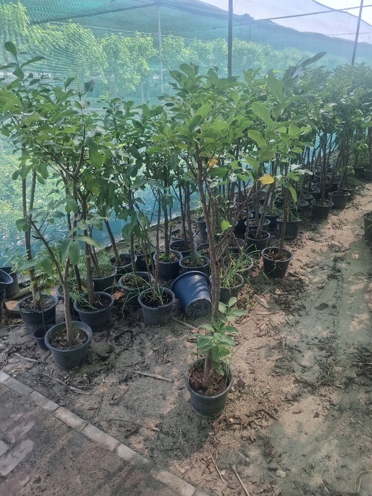 اشجار - 2