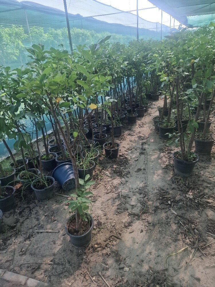 اشجار - 1