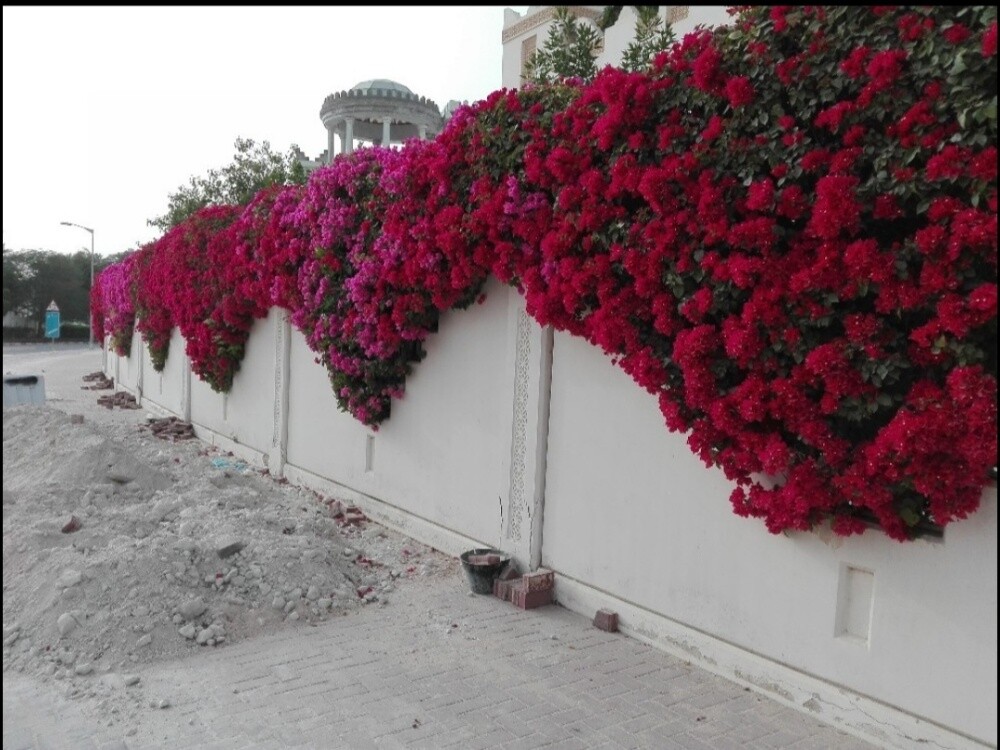 زراعة وديكور - 6
