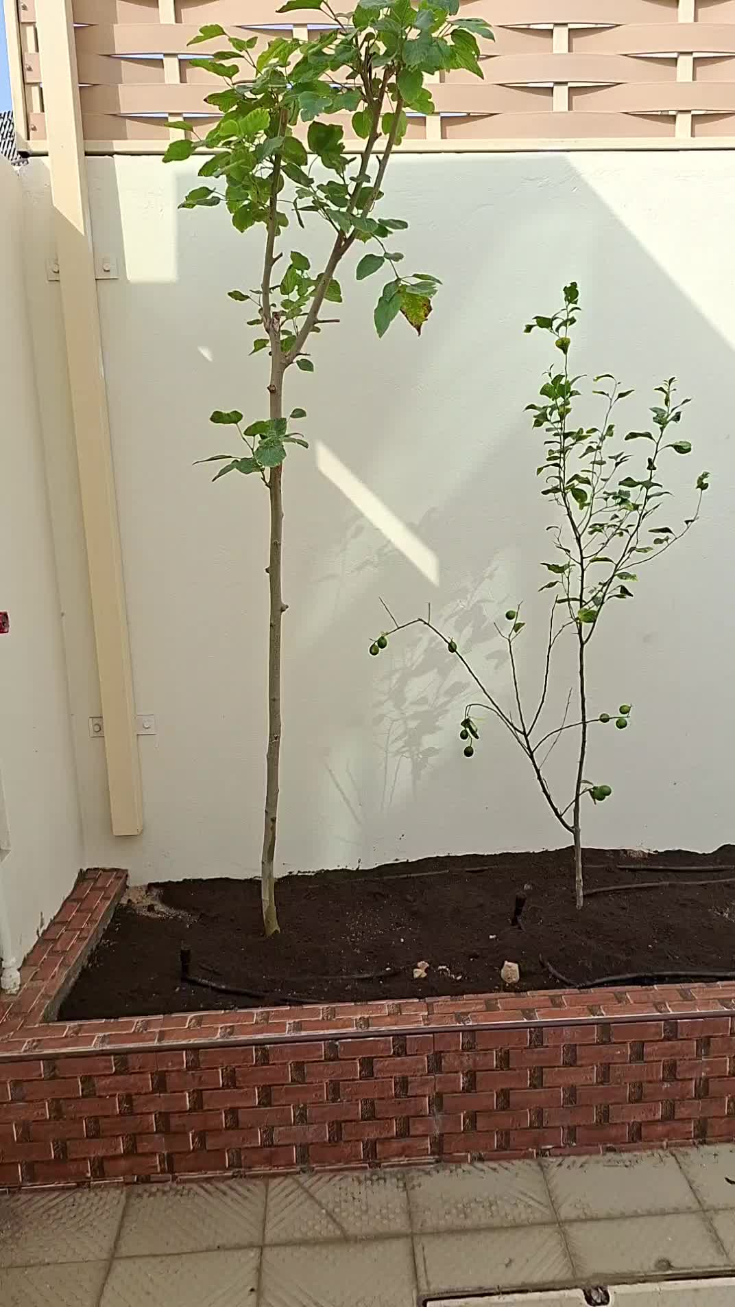مزارع - 1