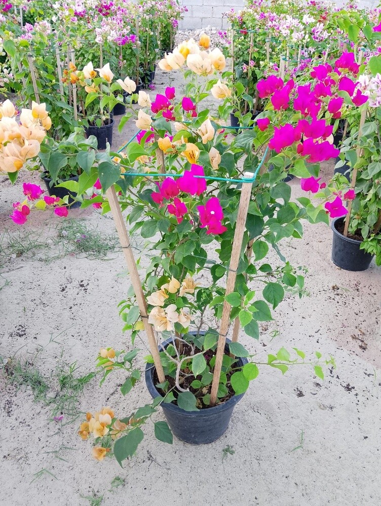 مزارع - 21