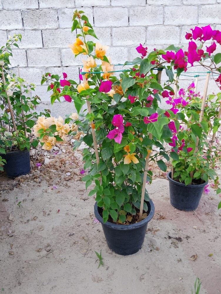 مزارع - 22