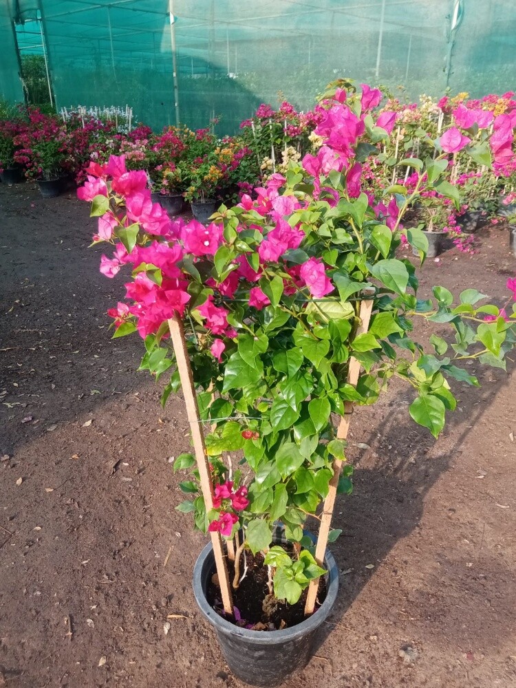 مزارع - 18