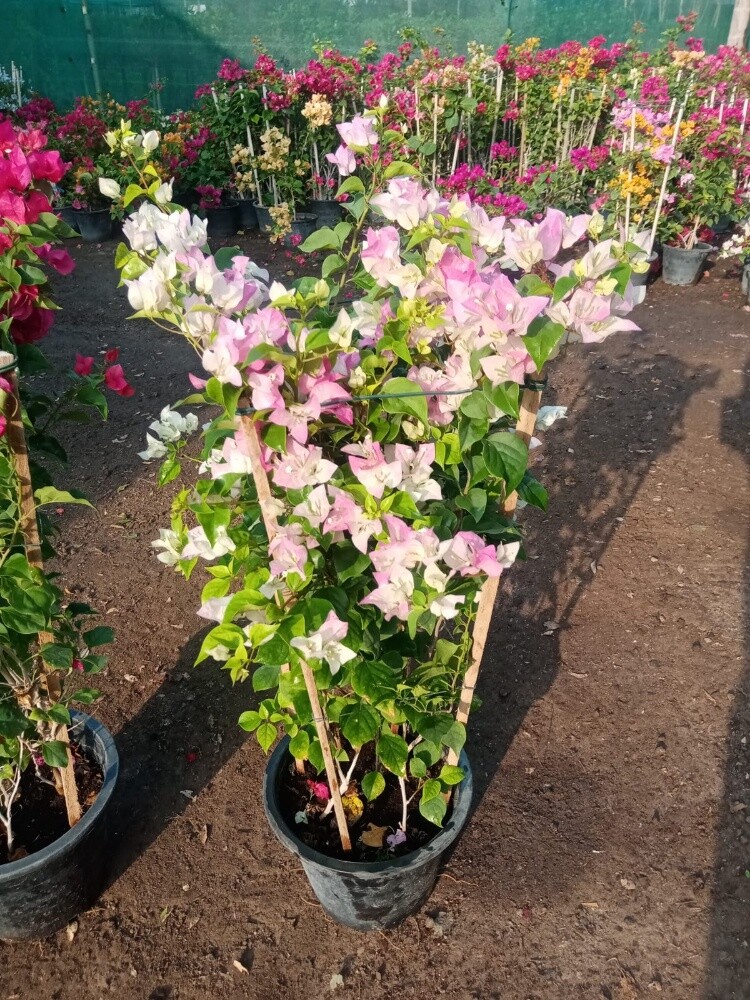 مزارع - 20