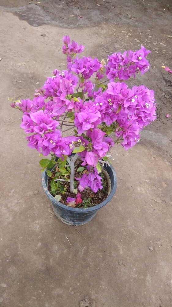 مزارع - 15