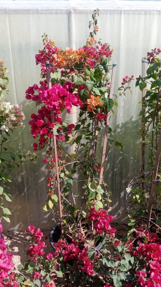مزارع - 5