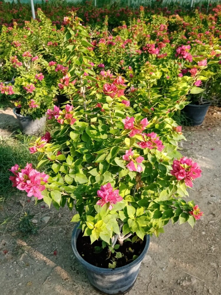 مزارع - 7