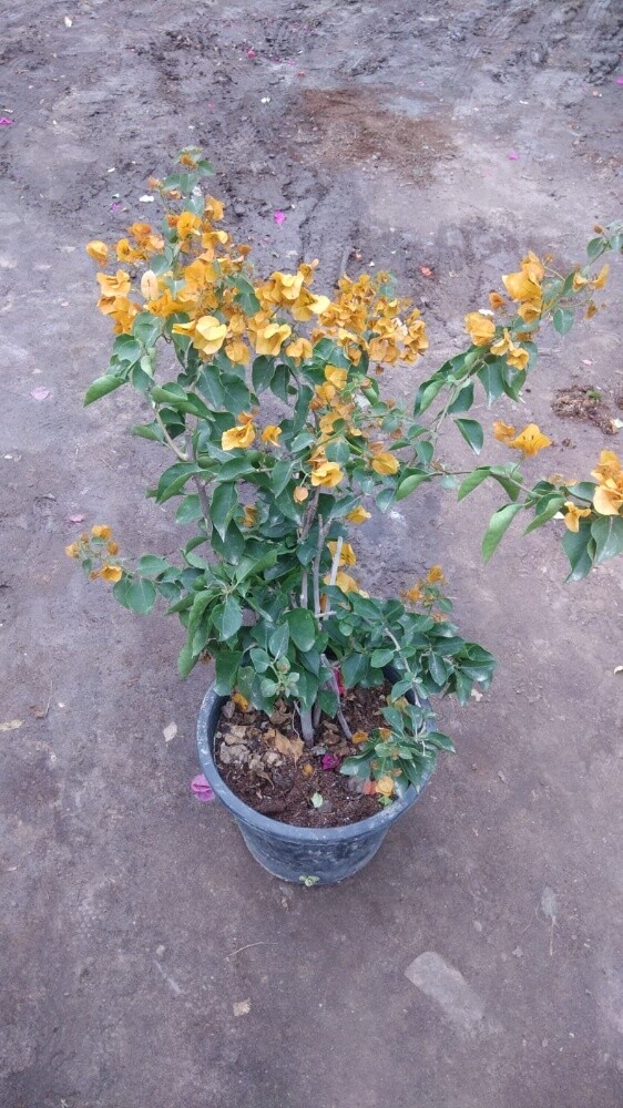 مزارع - 14