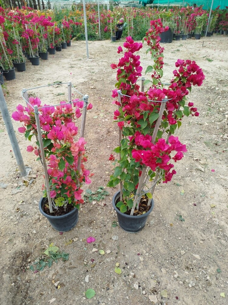 مزارع - 3