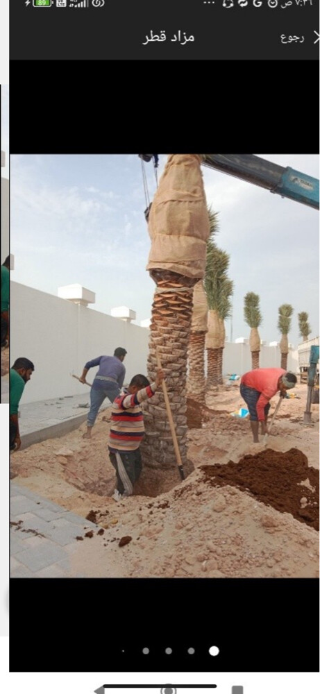 تركيب وتنظيف النخل - 1
