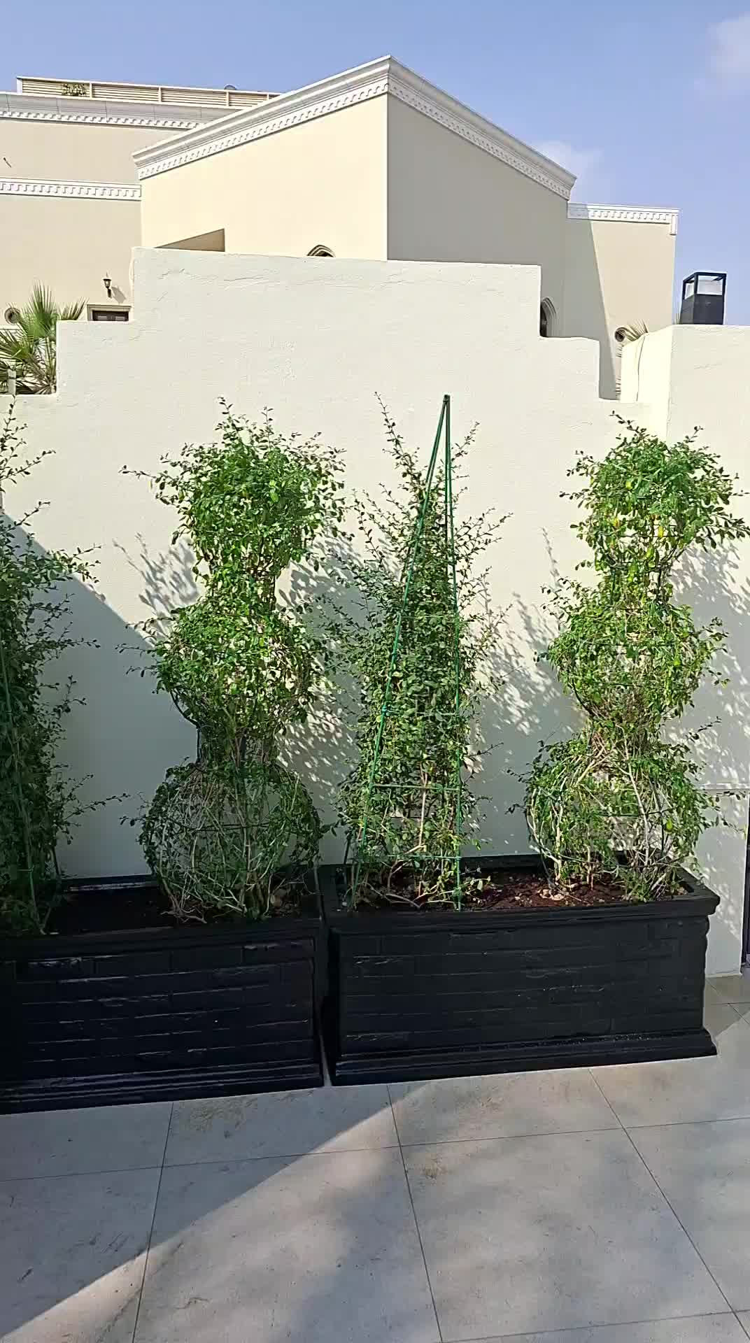 زراع - 1