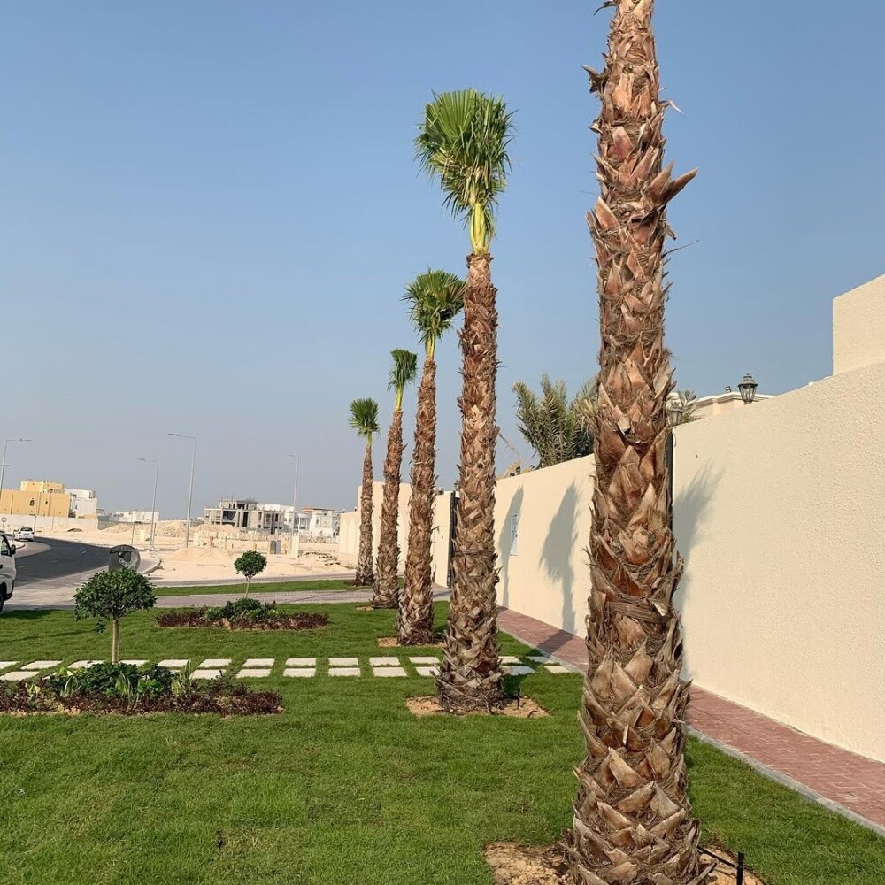 واشنطنيا - 2