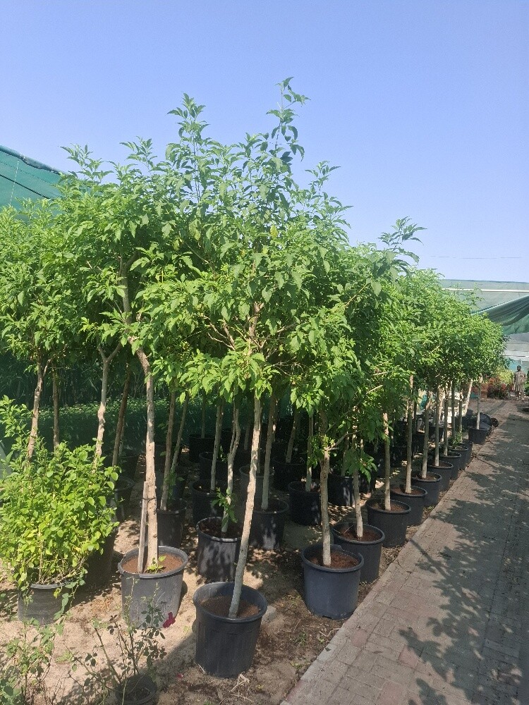 زراع - 2