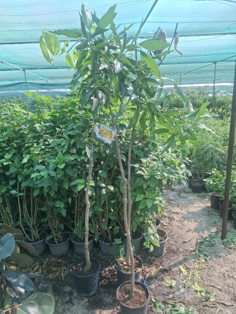 زراع - 20