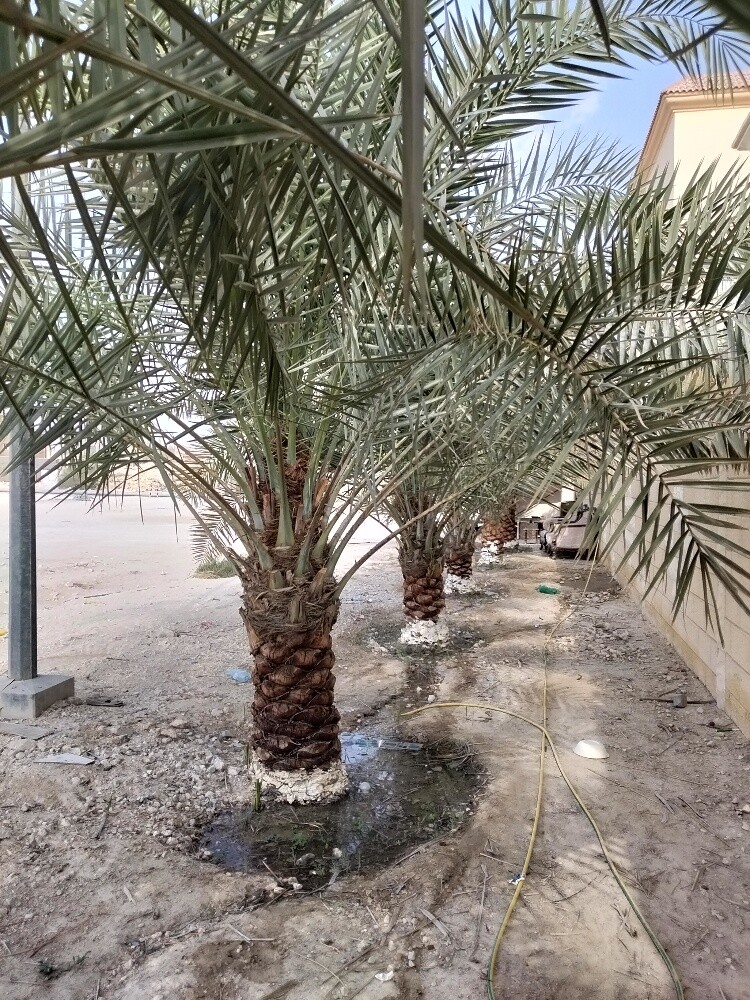 تفصيل الخيام والديكورات للخيام - 2