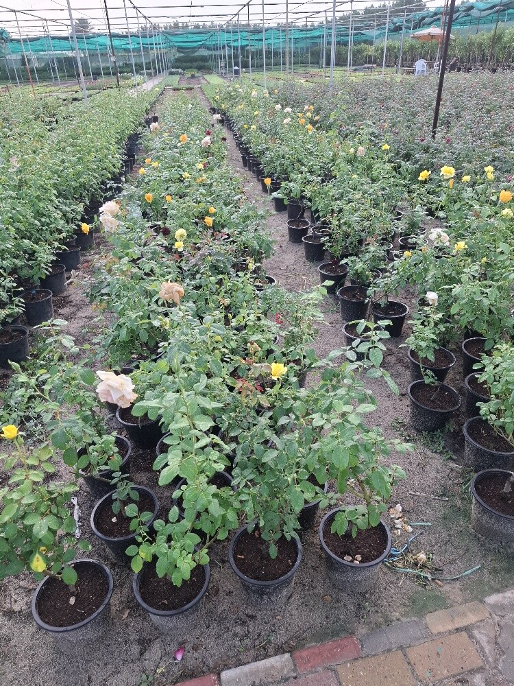زراع - 3