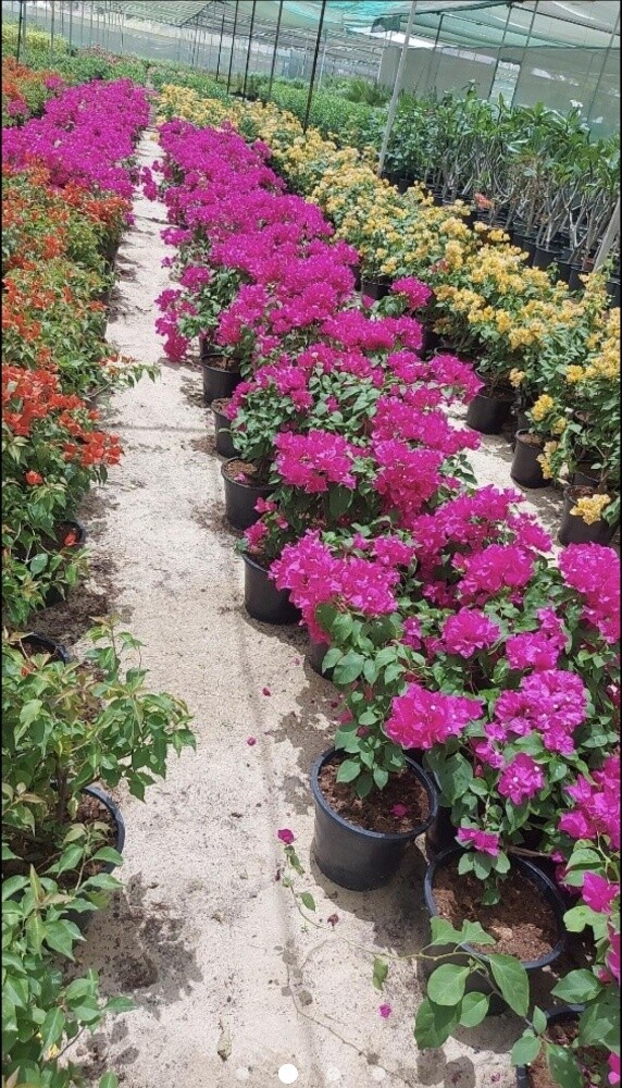 زراع - 2