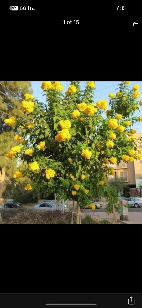 زراع - 7