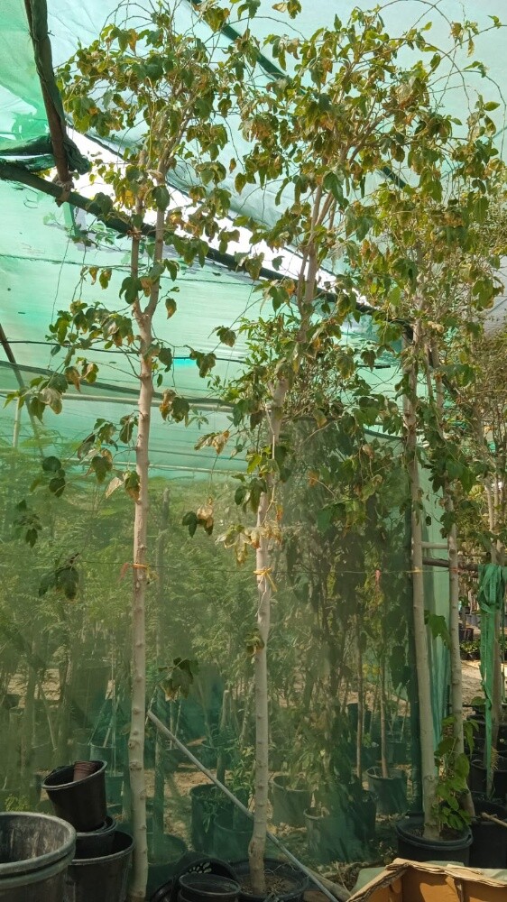 مزارع - 2