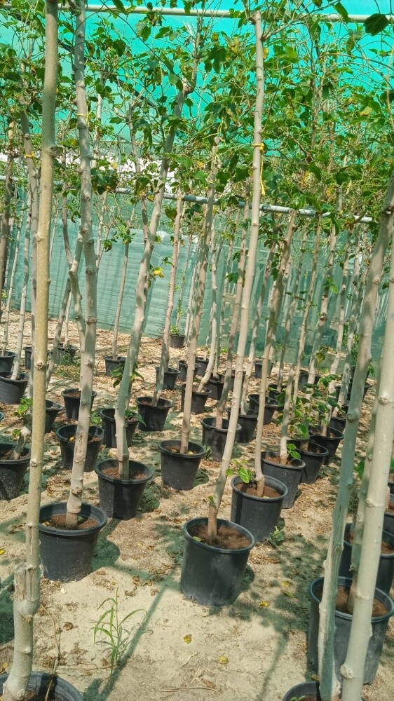 مزارع - 5