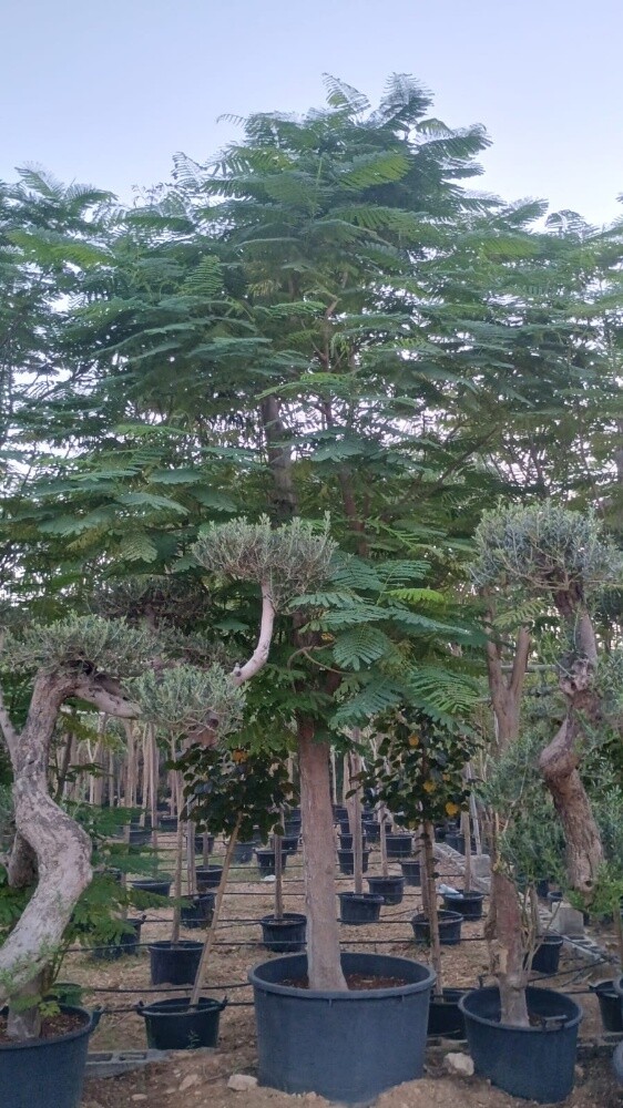 مزارع - 7