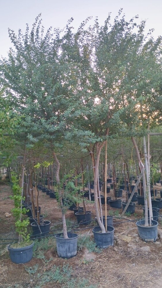 مزارع - 11