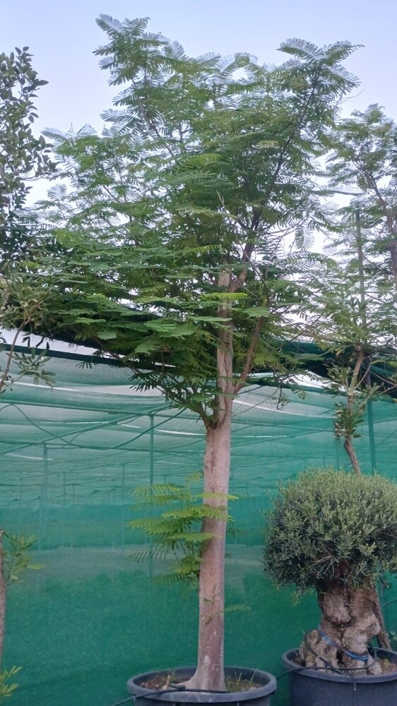 مزارع - 1