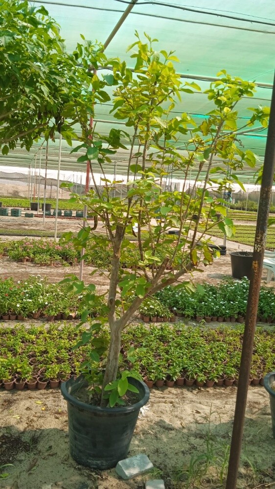 مزارع - 3