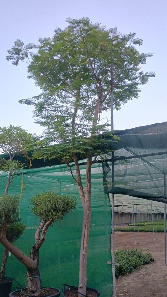 مزارع - 9