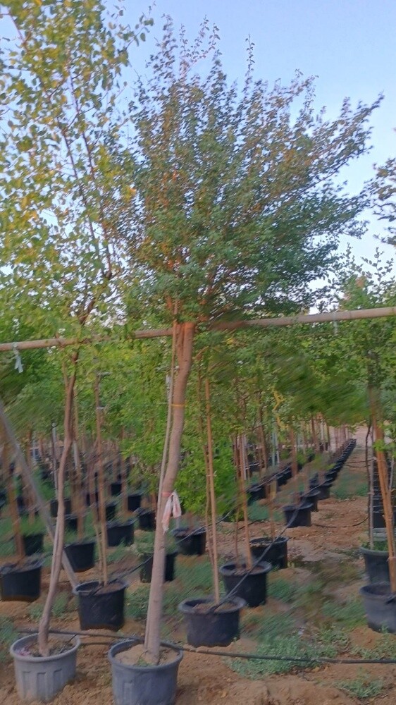 مزارع - 8