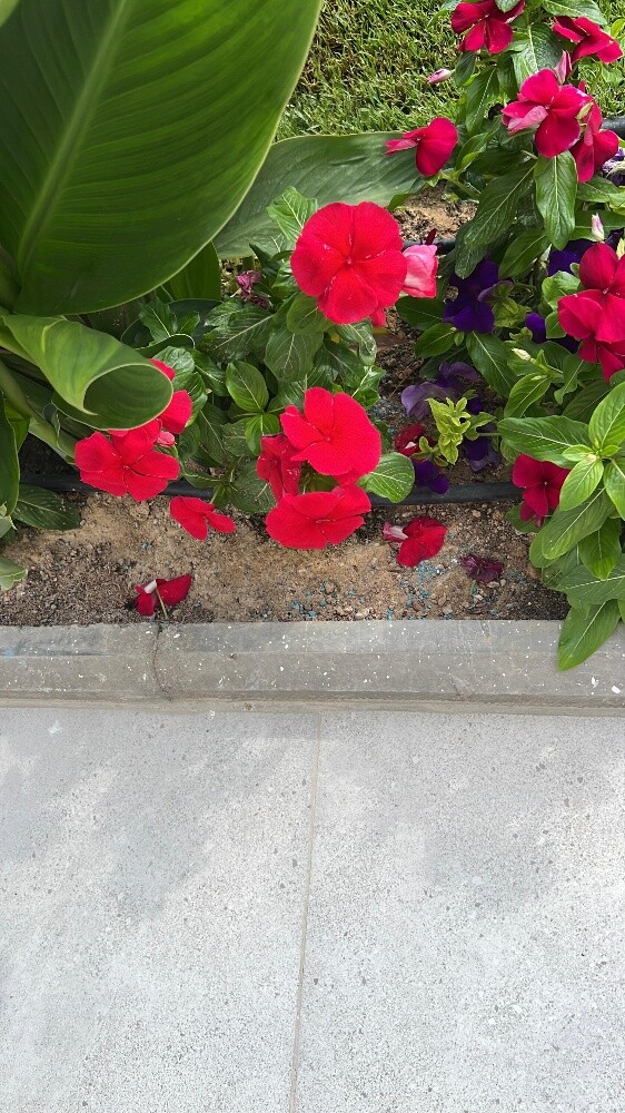 مزارع - 18