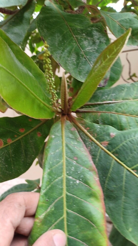 مزارع - 8