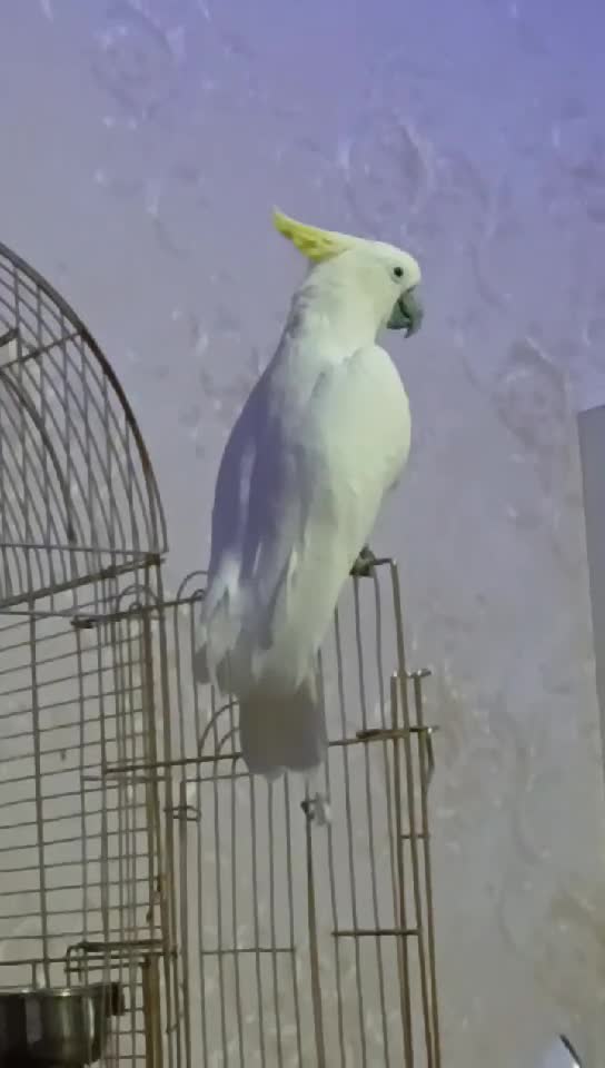 كوكاتو - 3
