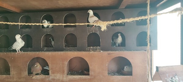 Pigeon Aviary with Pigeons - 1