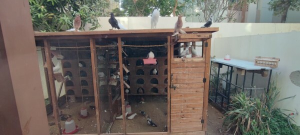 Pigeon Aviary with Pigeons - 6