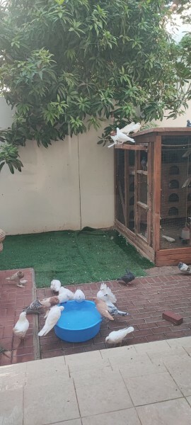 Pigeon Aviary with Pigeons - 3