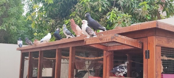 Pigeon Aviary with Pigeons - 2