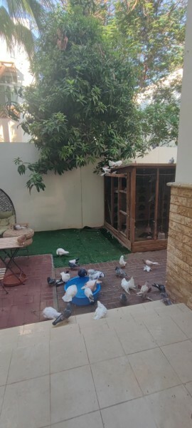 Pigeon Aviary with Pigeons - 5