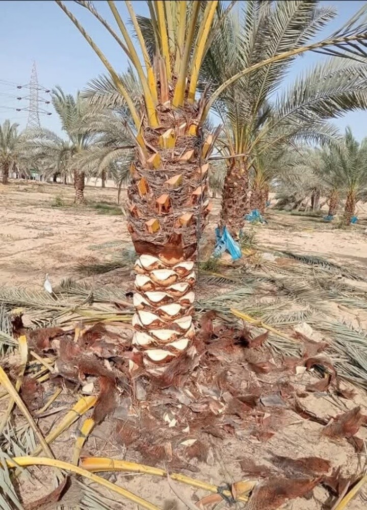 ديكورات خارجي - 15