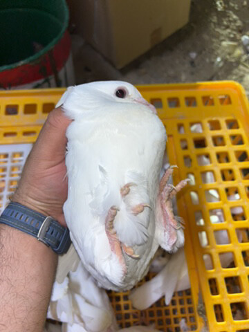 فروخ لاحم و زواجل سمان فل شحم - 5