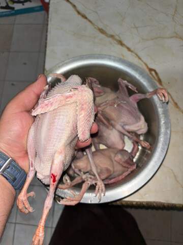 فروخ لاحم و زواجل سمان فل شحم - 8