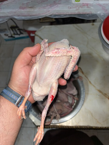 فروخ لاحم و زواجل سمان فل شحم - 2