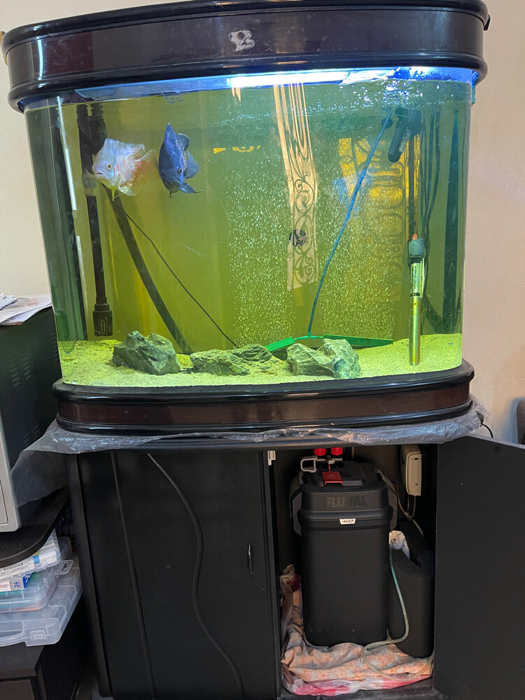 Covered fish tank with parrot, cat  - 1