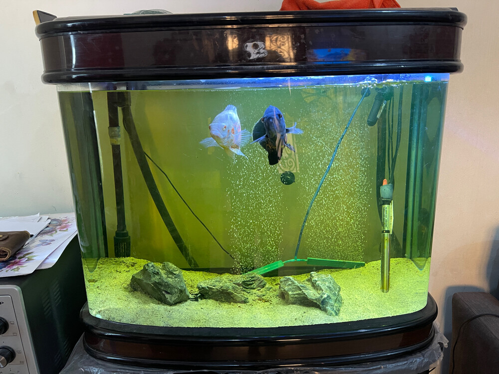Covered fish tank with parrot, cat  - 2