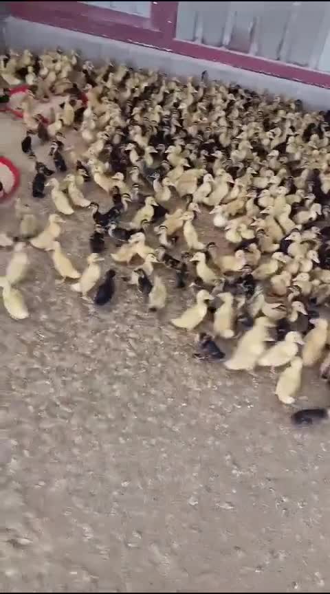 بط بكيني عمر ١٥ يوم - 1