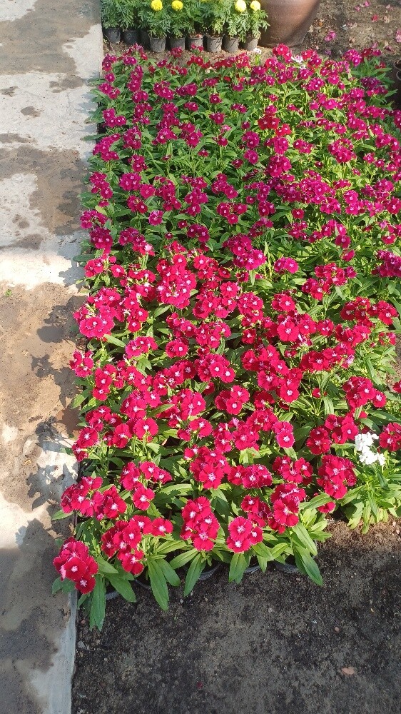 ترتيب وتنسيق اجمل الحدائق - 29