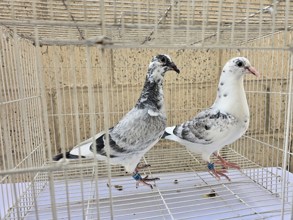 فروخ بشهادات الاهالى جاهزين - 5