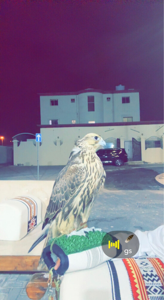 حر من حر سنه فرخ - 2